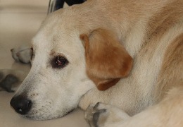 食品原料小百科：小狗會不會得關(guān)節(jié)炎？