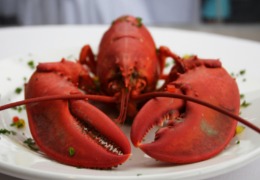 化妝品原料小百科：蝦青素的來源你知道嗎？