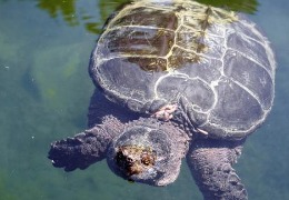 肌醇——魚、蝦飼料的能量補給站！