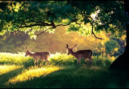 一 水 肌 酸 在 畜 禽 生 產 中 的 應 用(上)
