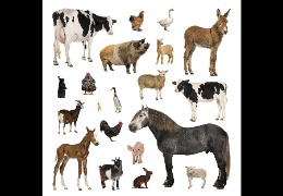 一 水 肌 酸 在 畜 禽 生 產 中 的 應 用(下)