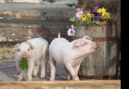 β -羥基- β -甲基丁酸在家畜生產中的應用(下)