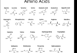 D-異亮氨酸:體育營養品和蛋白質補充劑中的氨基酸