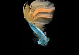 科普:魚膠原蛋白肽有哪些功能和作用?