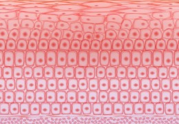 如何保護皮膚，才能使皮膚看起來健康？